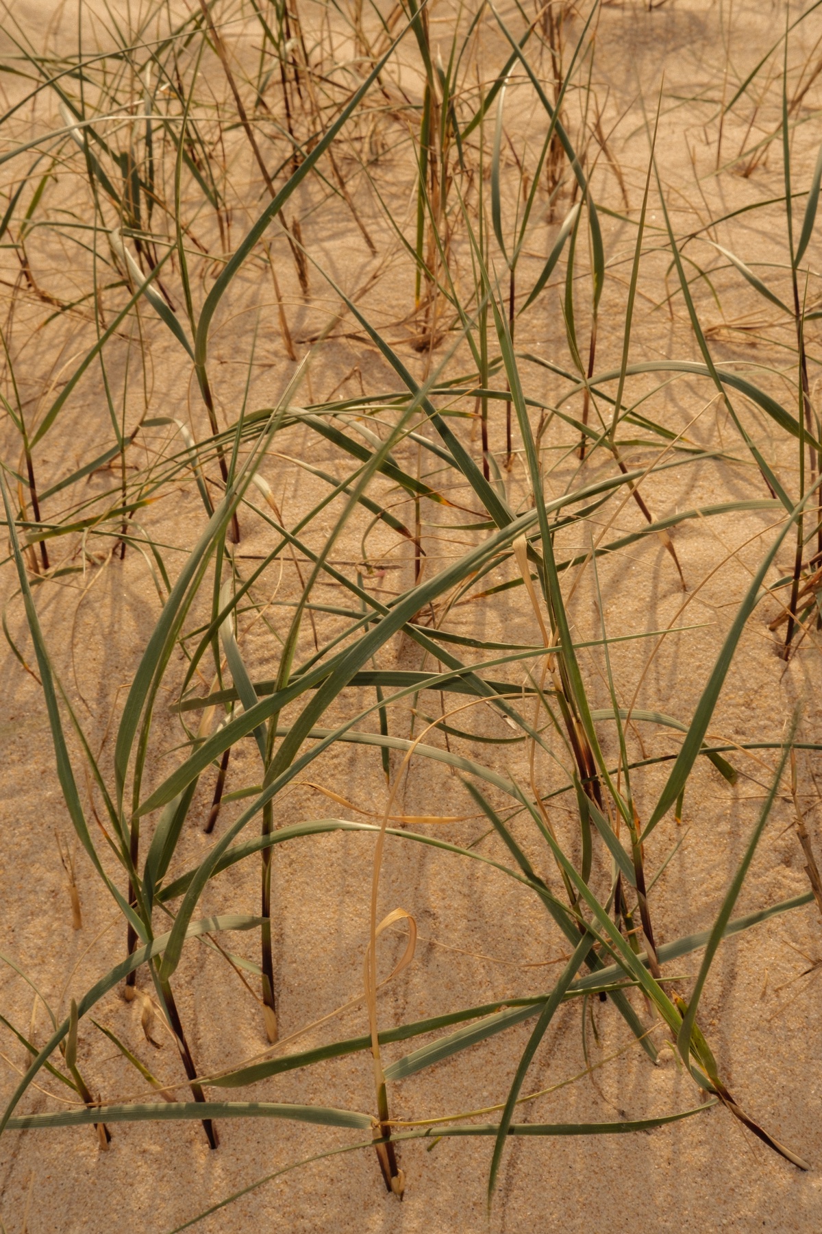 Plants growing on the dunes
